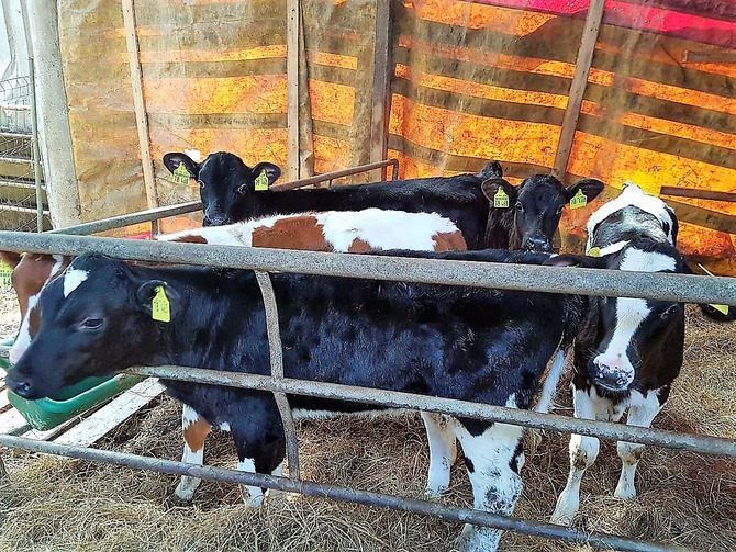 Ferienwohnung in Fargemiel - Behnke - Bild 13