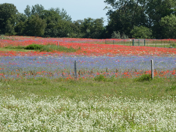 Ferienhaus in Ahrenshoop - Fischlandkoje Ahrenshoop - Bild 15