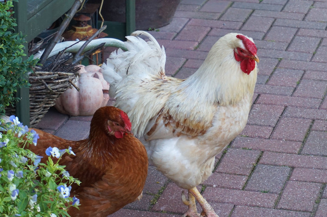 Ferienwohnung in &Ouml;lendorf - Pr&uuml;&szlig;ing Peters - Bild 11