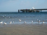 Ferienwohnung in Haffkrug - Strandl&auml;ufer - Bild 11