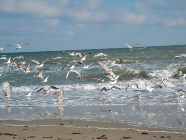 Ferienwohnung in Haffkrug - Strandl&auml;ufer - Bild 13
