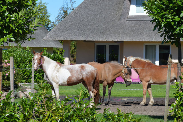 Ferienhaus in Fehmarn OT Staberdorf - Reetdachhaus 4, inkl. 2 Parkpl&auml;tze - Bild 19