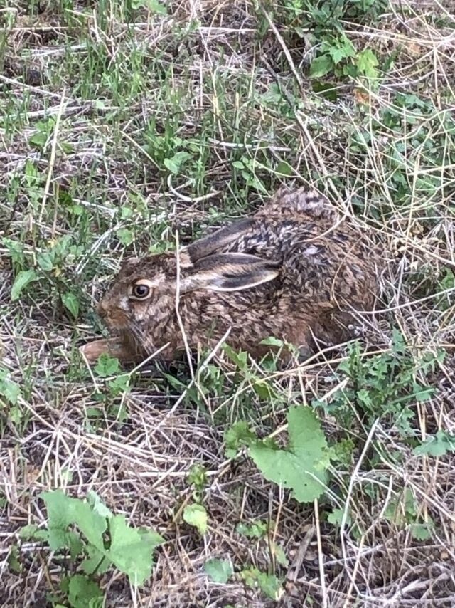 Ferienwohnung in Steinbeck - MP 5 Meeresrauschen - Bild 14