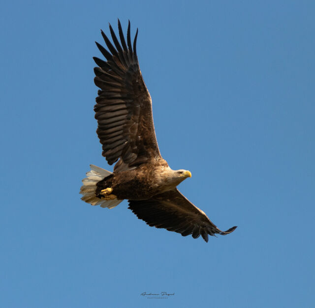Ferienwohnung in Prerow - FeWo Seeadler - Heuser Prerow - Bild 13