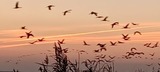 Ferienwohnung in Prerow - FeWo Seeadler - Heuser Prerow - Bild 15