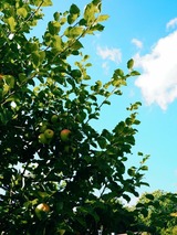 Ferienhaus in Glücksburg - Ferienhaus Pauline - Bild 19