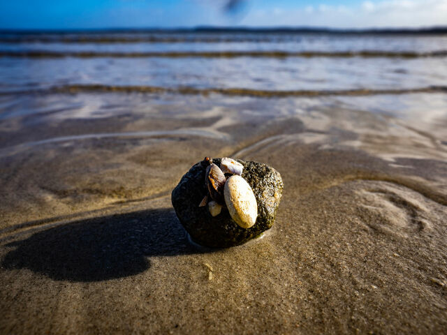 Ferienhaus in Gl&uuml;cksburg - Ferienhaus Bockholm 24 c - Bild 18