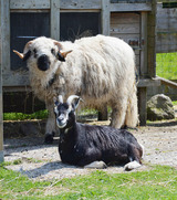 Ferienwohnung in Fehmarn OT Staberdorf - Tenne 5, inkl. 1 Parkplatz - Bild 12