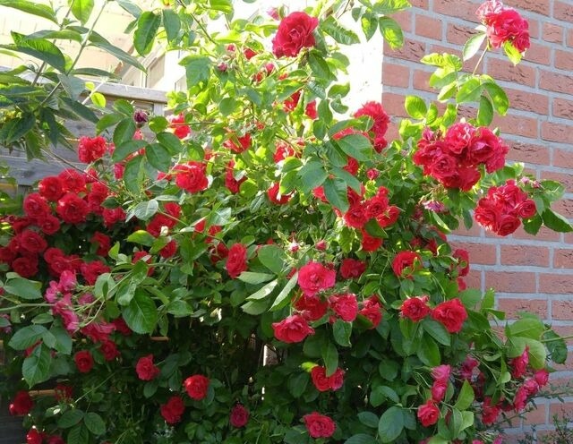 Ferienwohnung in Kellenhusen - FeWo Haus Nikolaus 4 - Bild 16