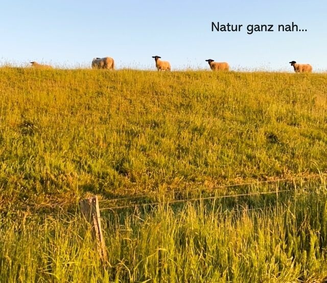 Ferienwohnung in Wendtorf - F&ouml;rdeblick - Bild 16