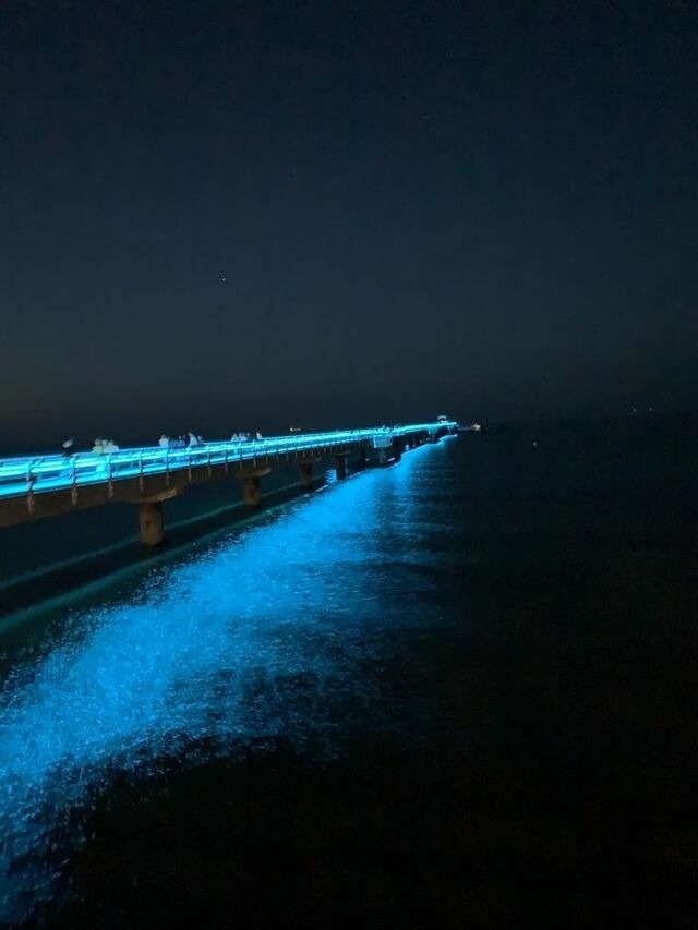 Ferienhaus in Zirchow - Bellis Perennis - Bild 25